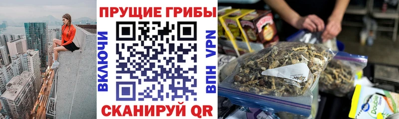 Псилоцибиновые грибы Cubensis  Пикалёво 